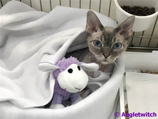 Angletwitch Devon Rex